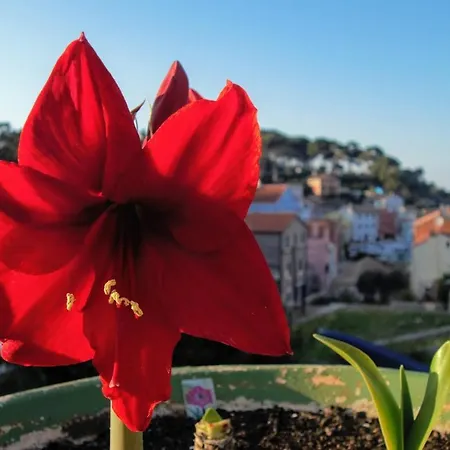 Apartment Amaryllis Family