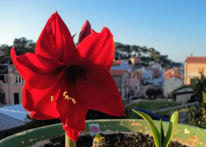 Appartement Amaryllis Family
